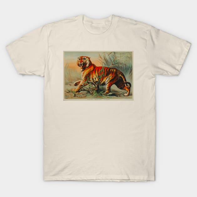 Royal bengal tiger by John Karst T-Shirt by StasiaProducts